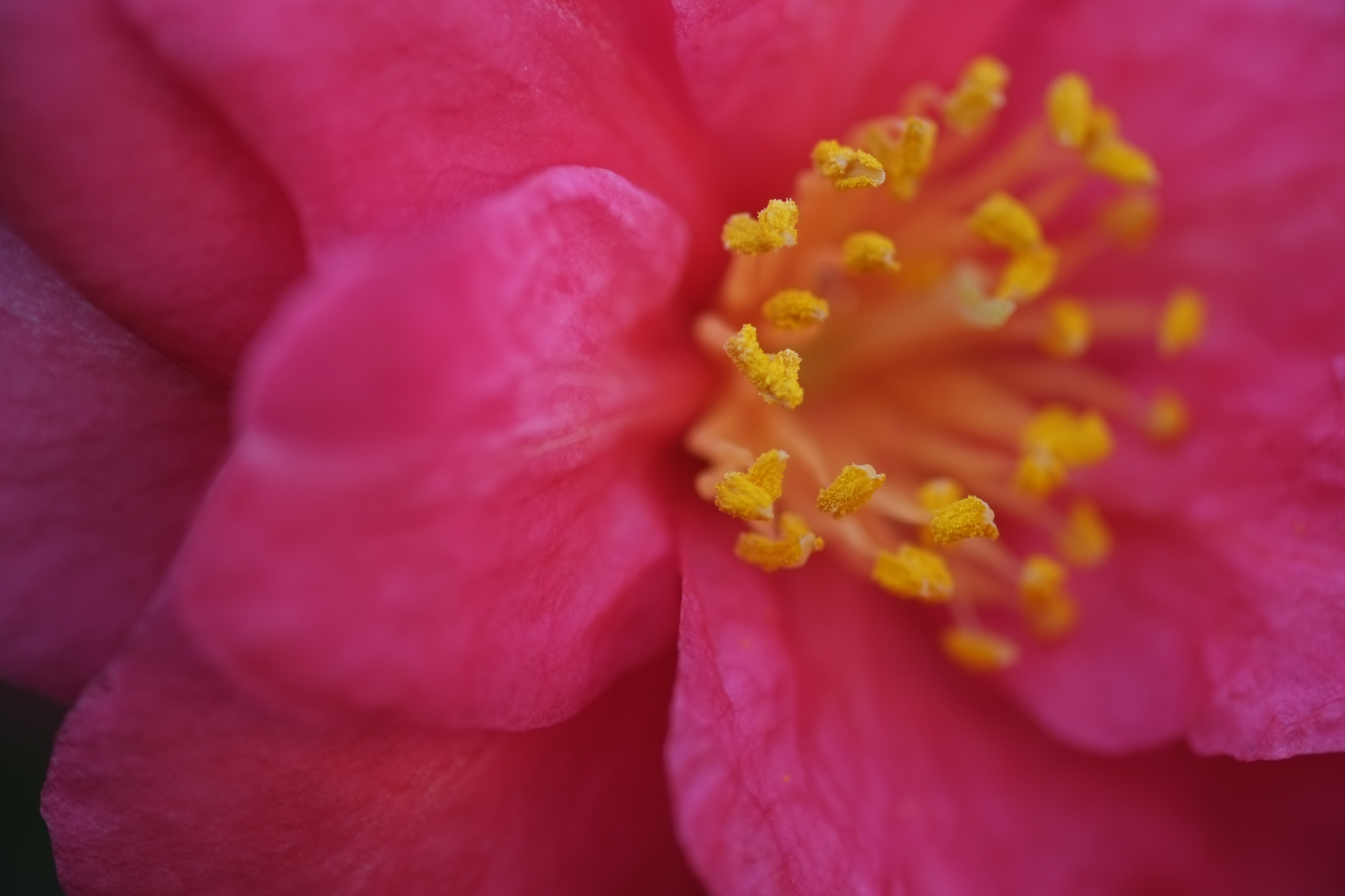 Obiektyw Fujifilm 60mm f2.4 Fujinon Macro Notopstryk